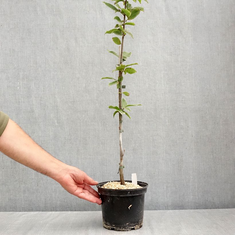 Spécimen de Carpinus betulus A. Beeckman - Charme commun Pot de 3L/4L tel que livré en automne