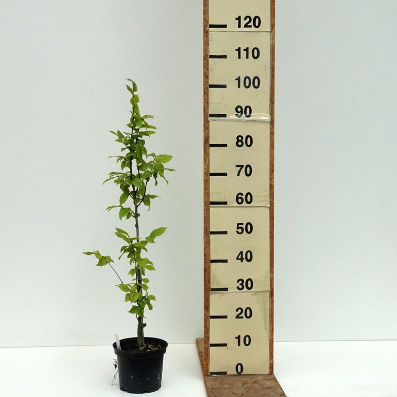 Spécimen de Carpinus betulus A. Beeckman - Charme commun Pot de 3L/4L tel que livré en été