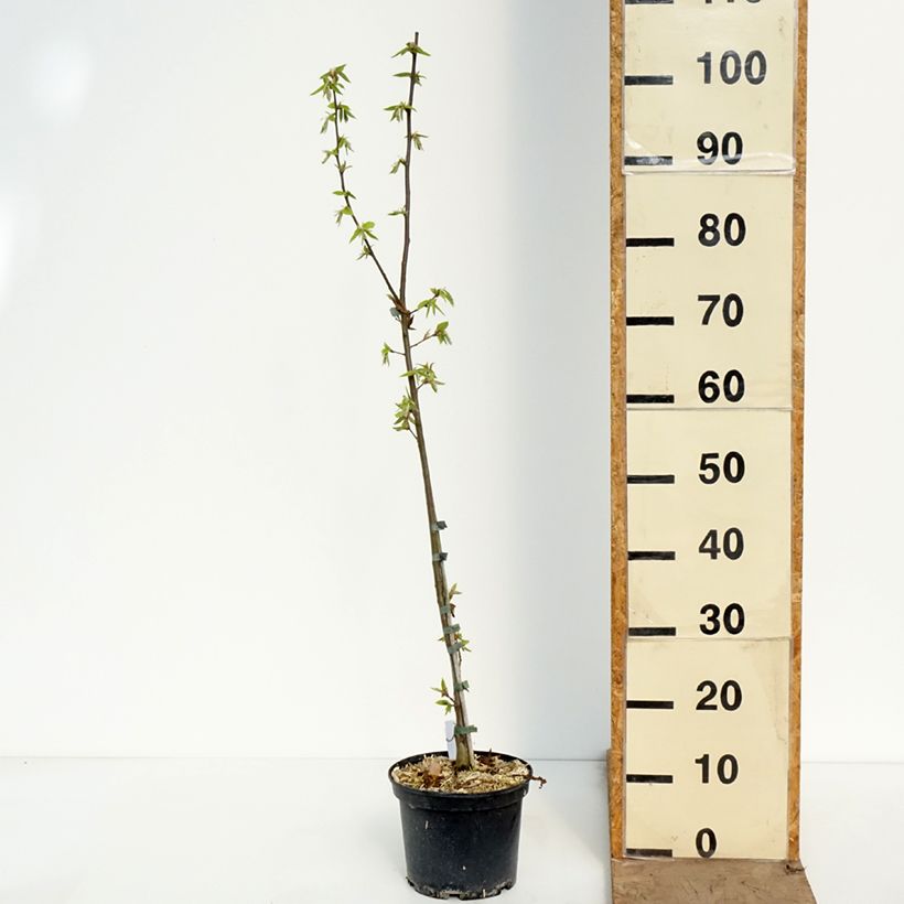 Spécimen de Carpinus betulus A. Beeckman - Charme commun Pot de 3L/4L tel que livré au printemps