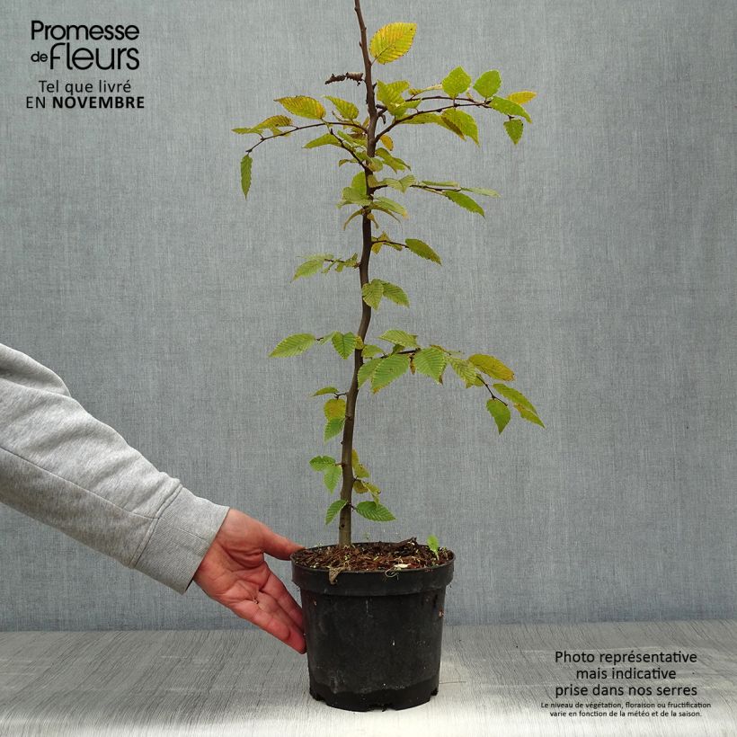 Spécimen de Carpinus betulus - Charme commun, Charmille  Pot de 2L/3L tel que livré en automne