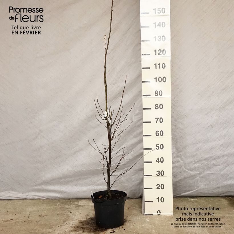 Spécimen de Carpinus betulus Fastigiata - Charme fastigié Pot de 4L/5L tel que livré en hiver