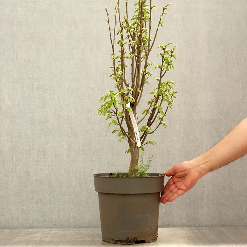 Carpinus betulus Fastigiata Monument - Carpino bianco Vaso da 6L/7L esemplare consegnato in primavera