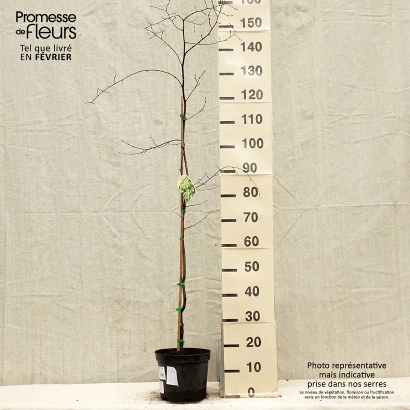 Spécimen de Carpinus betulus Foliis Argenteovariegatis Pendula  Pot de 4L/5L tel que livré en hiver