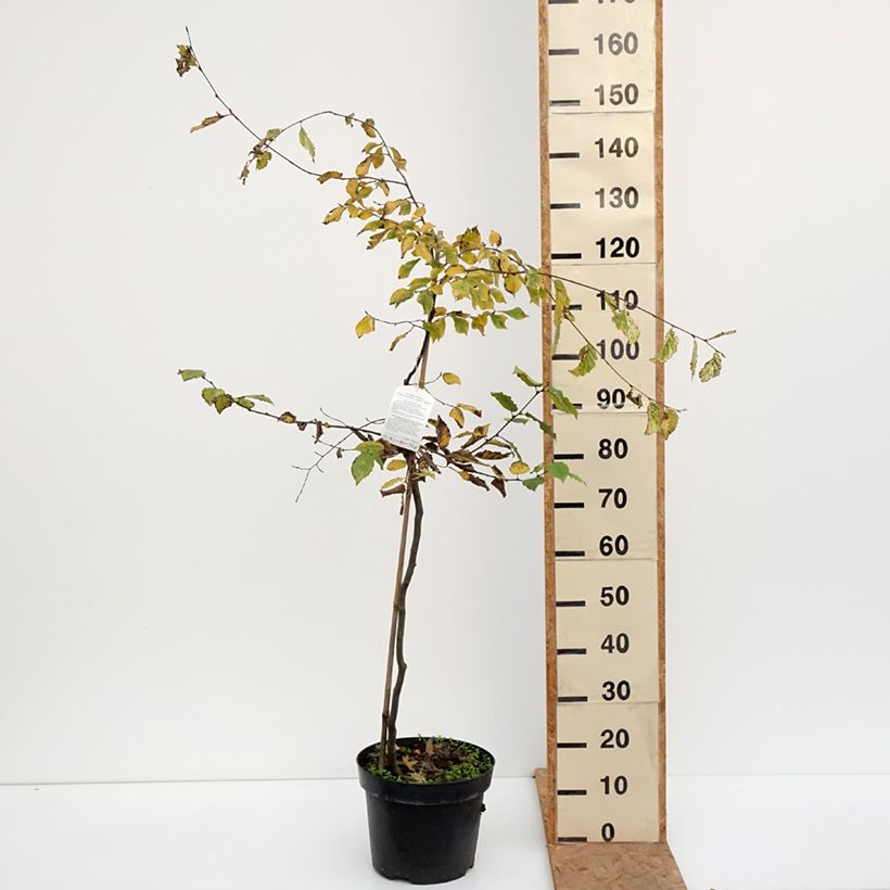 Spécimen de Carpinus betulus Foliis Argenteovariegatis Pendula  Pot de 4L/5L tel que livré en automne