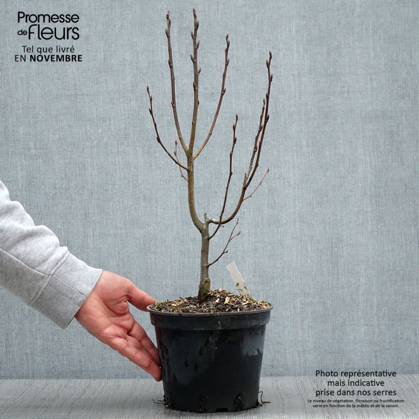 Spécimen de Carpinus betulus Monumentalis - Charme commun Pot de 2L/3L tel que livré en automne