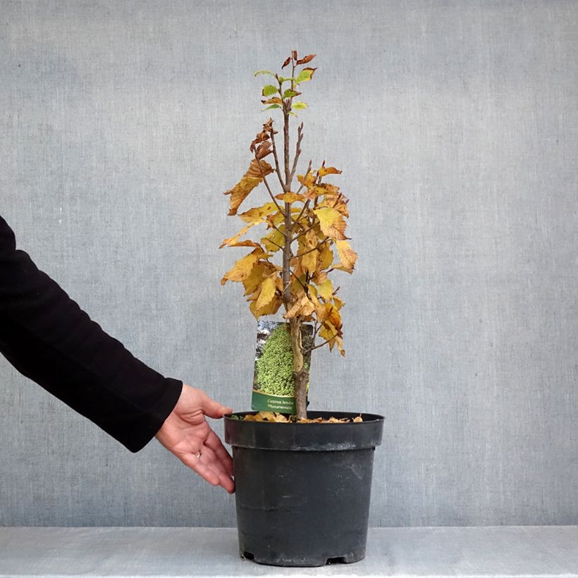 Spécimen de Carpinus betulus Monumentalis - Charme commun Pot de 7,5L/10L tel que livré en automne