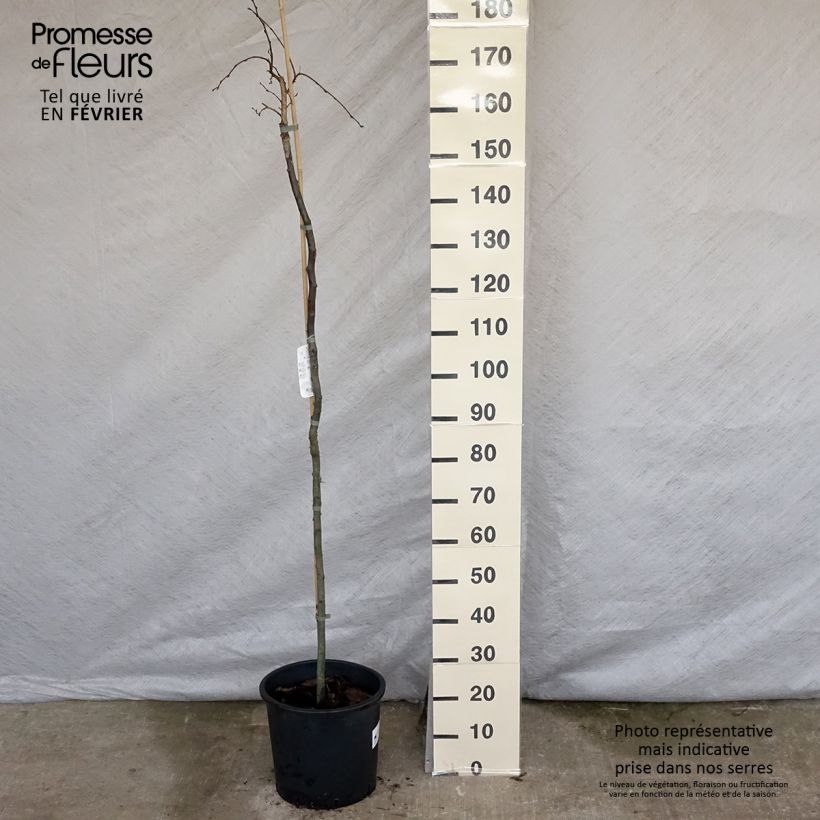 Spécimen de Carpinus betulus Pendula - Charme commun pleureur Pot de 12L/15L, Tige tel que livré en hiver