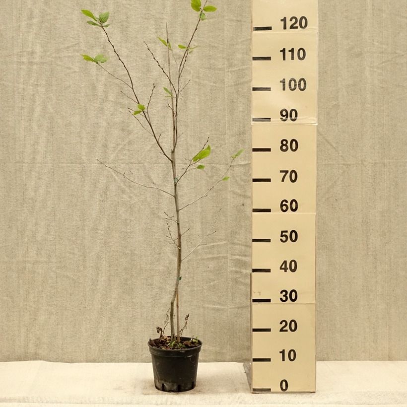 Spécimen de Carpinus betulus Quercifolia - Charme à feuilles de chêne Pot de 2L/3L tel que livré en automne