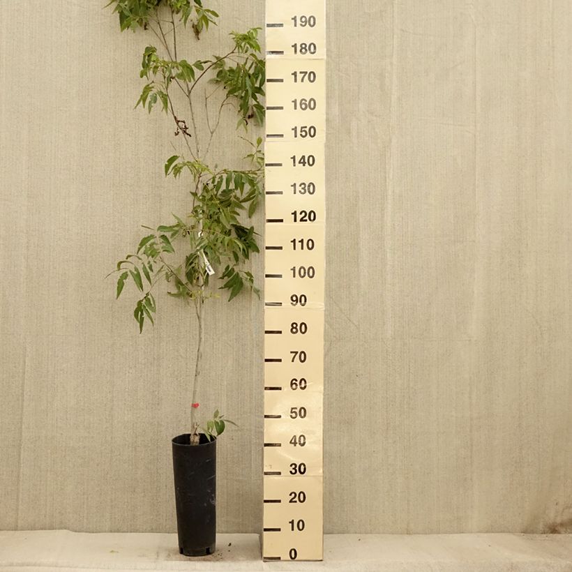Spécimen de Carya illinoinensis Delmas - Noix de Pécan - Pacanier Pot de 6L/7L tel que livré en automne