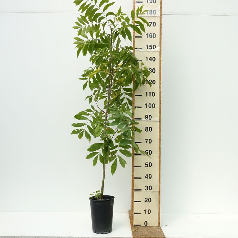 Spécimen de Carya illinoinensis - Noix de Pécan - Pacanier Pot de 3L/4L tel que livré en été