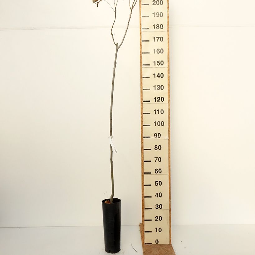 Spécimen de Carya illinoinensis Pawnee - Noix de Pécan - Pacanier Pot de 4L/5L tel que livré en automne