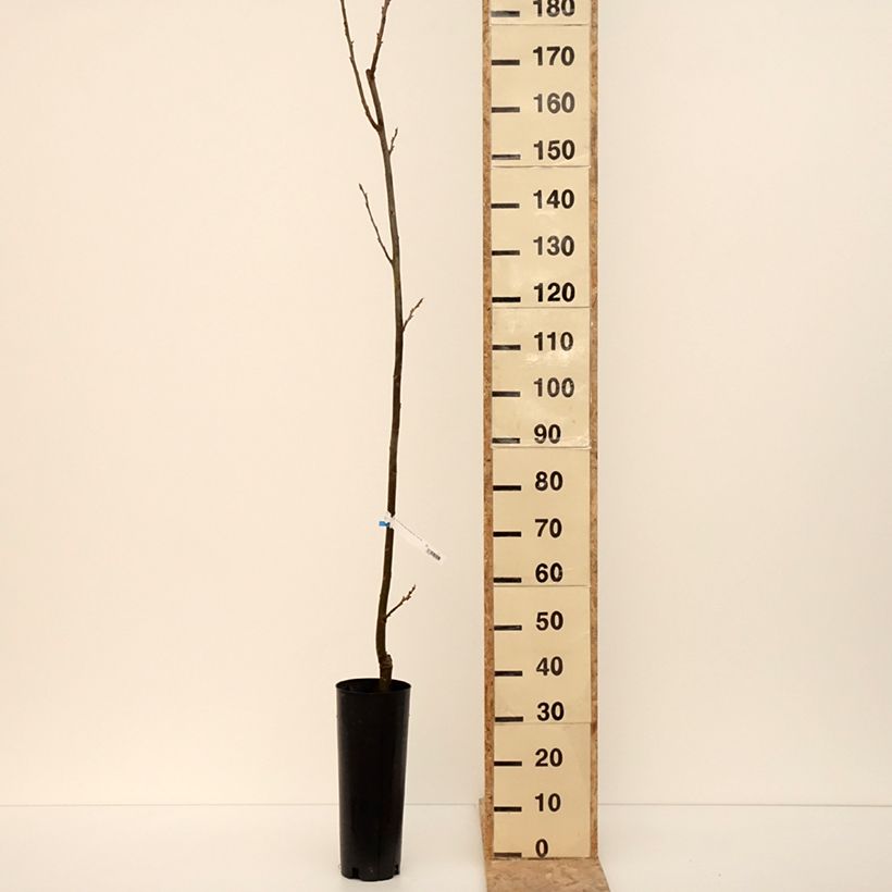 Spécimen de Carya illinoinensis Pawnee - Noix de Pécan - Pacanier Pot de 4L/5L tel que livré en hiver