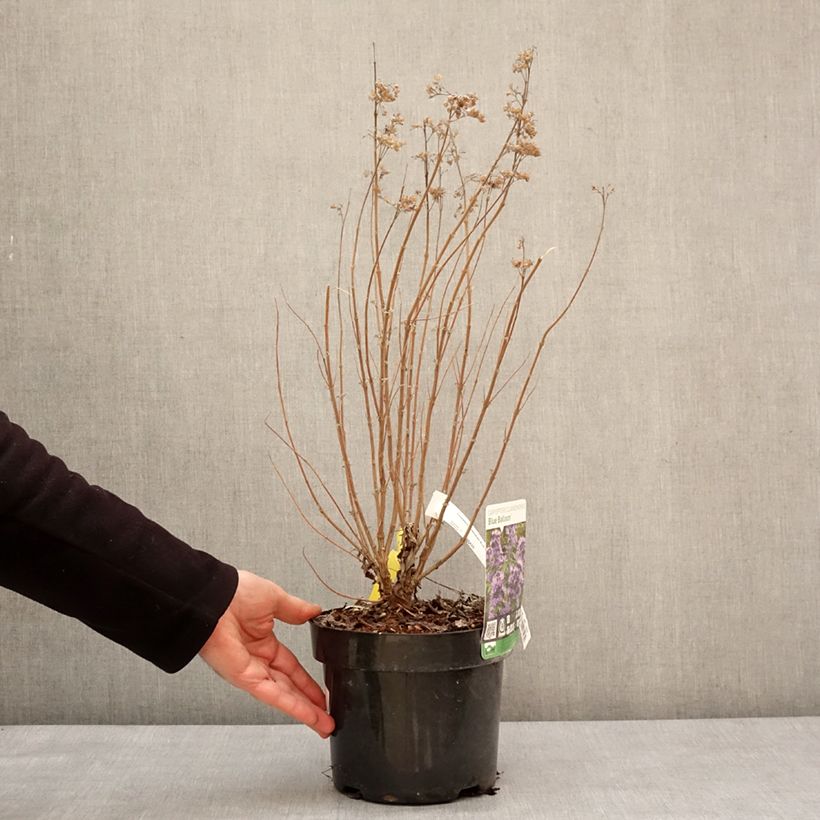Spécimen de Caryopteris clandonensis Blue Balloon - Spirée bleue Pot de 2L/3L tel que livré en hiver