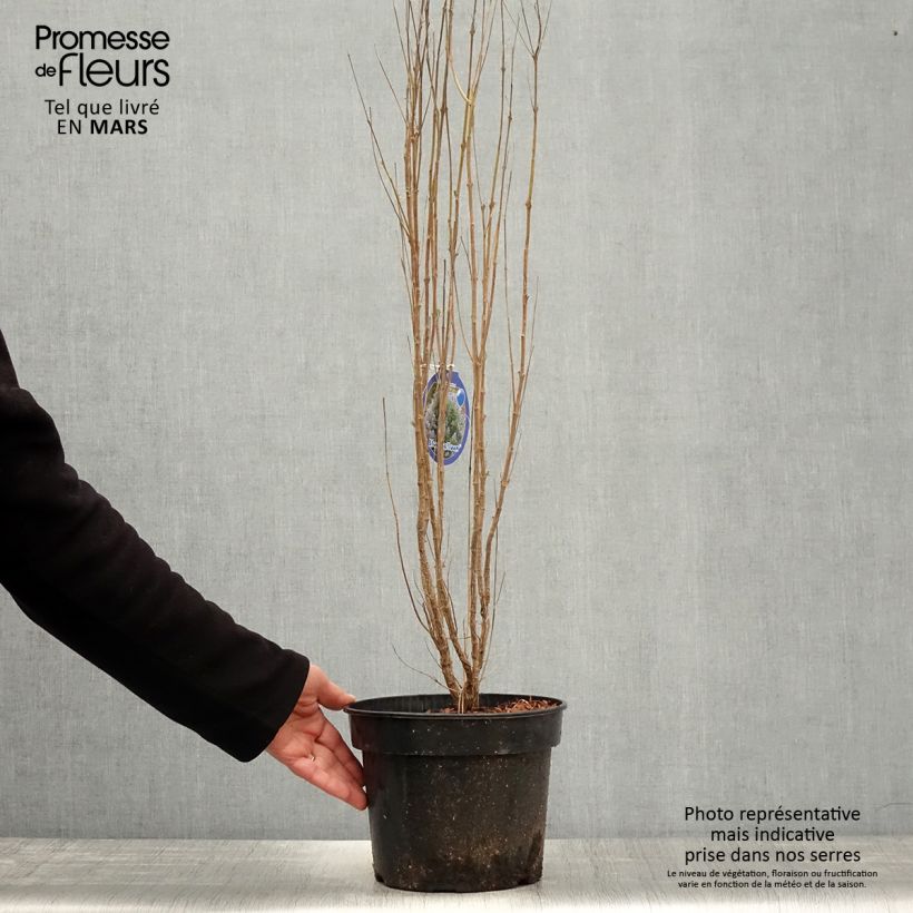 Caryopteris clandonensis Blue Balloon Maceta 2L/3L Ejemplar entregado en la primavera