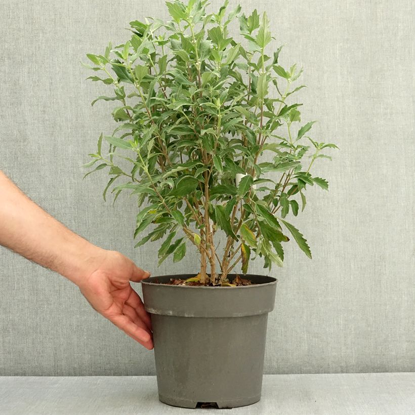 Spécimen de Caryopteris clandonensis Dark Knight - Spirée bleue Pot de 4L/5L tel que livré en été