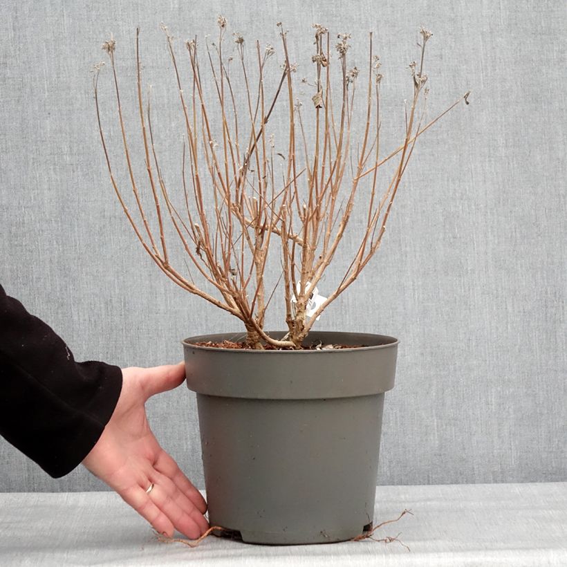 Spécimen de Caryopteris clandonensis Dark Knight - Spirée bleue Pot de 4L/5L tel que livré en hiver