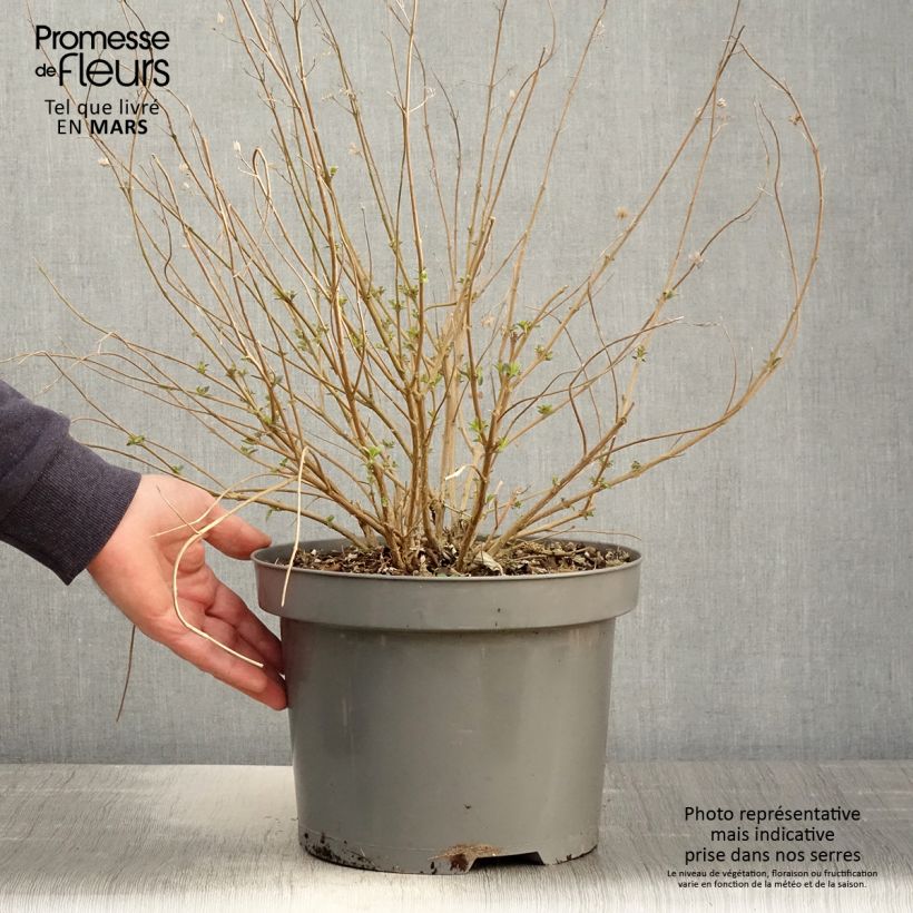 Spécimen de Caryopteris clandonensis Heavenly Blue - Spirée bleue Pot de 7,5L/10L tel que livré au printemps