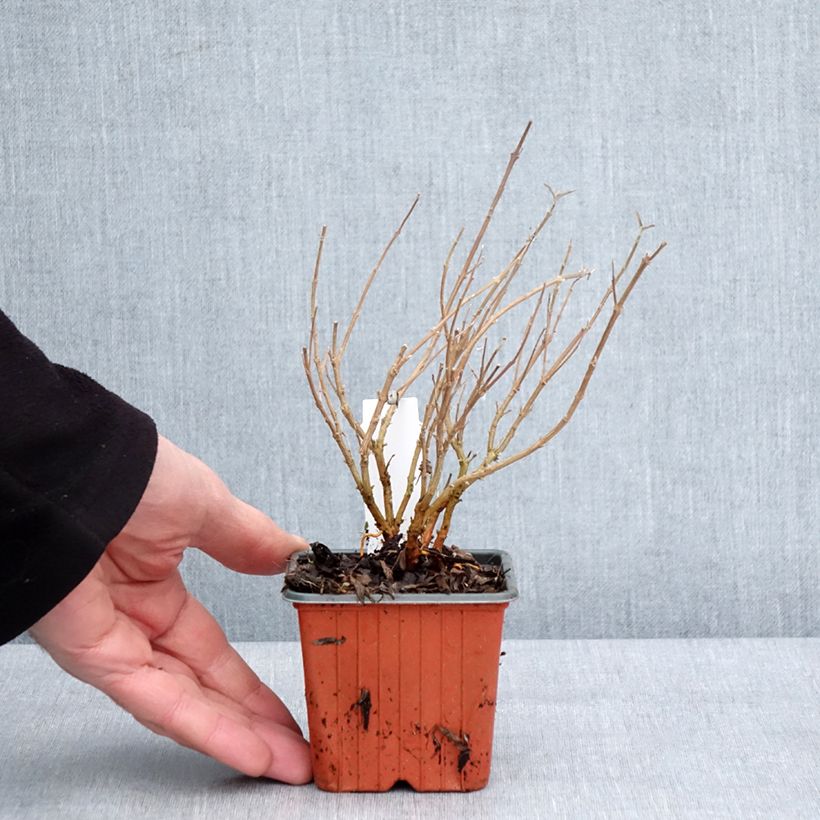 Spécimen de Caryopteris clandonensis Kew Blue - Spirée bleue Godet de 8/9 cm tel que livré en hiver