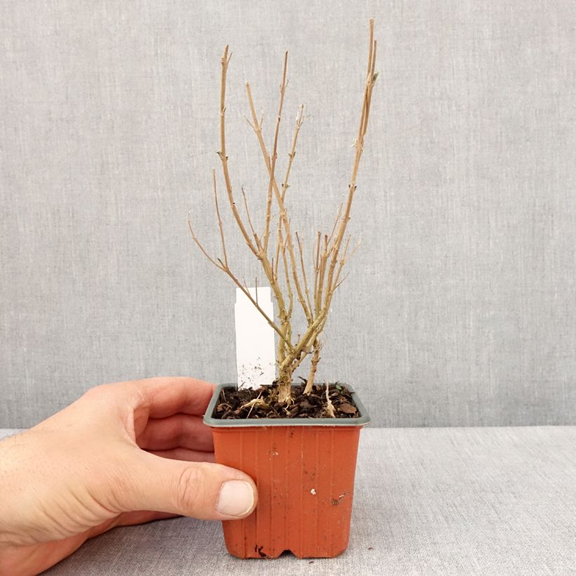 Spécimen de Caryopteris clandonensis Kew Blue - Spirée bleue Godet de 8/9 cm tel que livré au printemps