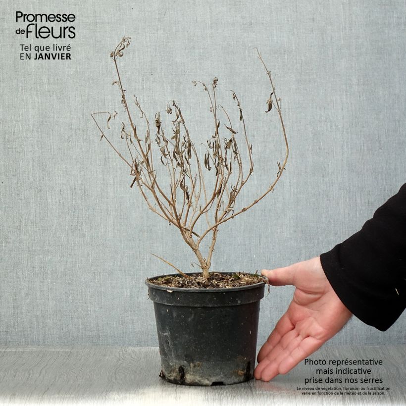 Spécimen de Caryopteris clandonensis Kew Blue - Spirée bleue Pot de 2L/3L tel que livré en hiver