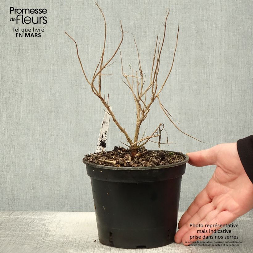 Spécimen de Caryopteris clandonensis Kew Blue - Spirée bleue Pot de 2L/3L tel que livré au printemps