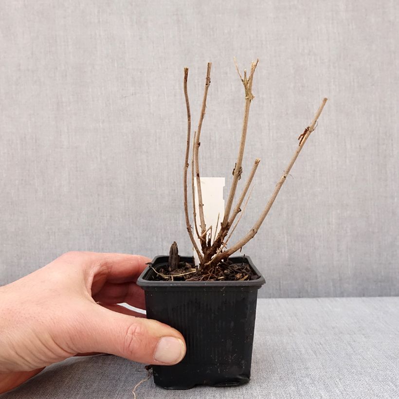 Spécimen de Caryopteris clandonensis Stephi - Spirée bleue Godet de 8/9 cm tel que livré en hiver