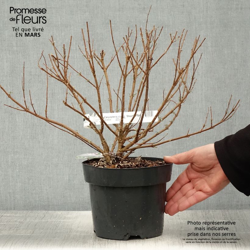 Spécimen de Caryopteris clandonensis Stephi - Spirée bleue Pot de 3L/4L tel que livré au printemps