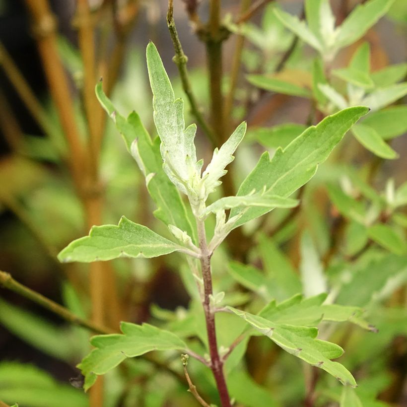 Caryopteris clandonensis Sterling Silver - Spirée bleue (Feuillage)