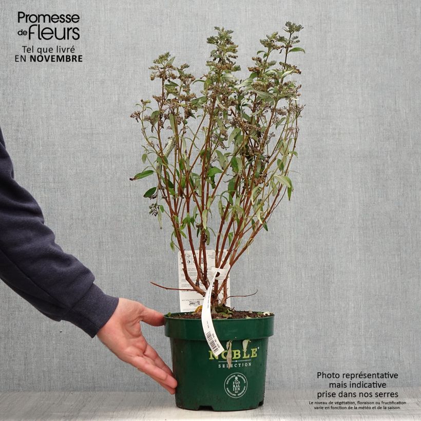 Spécimen de Caryopteris clandonensis Thetis - Spirée bleue Pot de 2L/3L tel que livré en automne