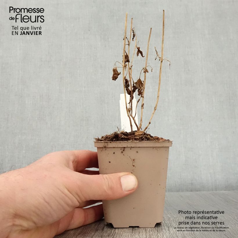 Spécimen de Caryopteris divaricata -  Spirée bleue Godet de 8/9 cm tel que livré en hiver