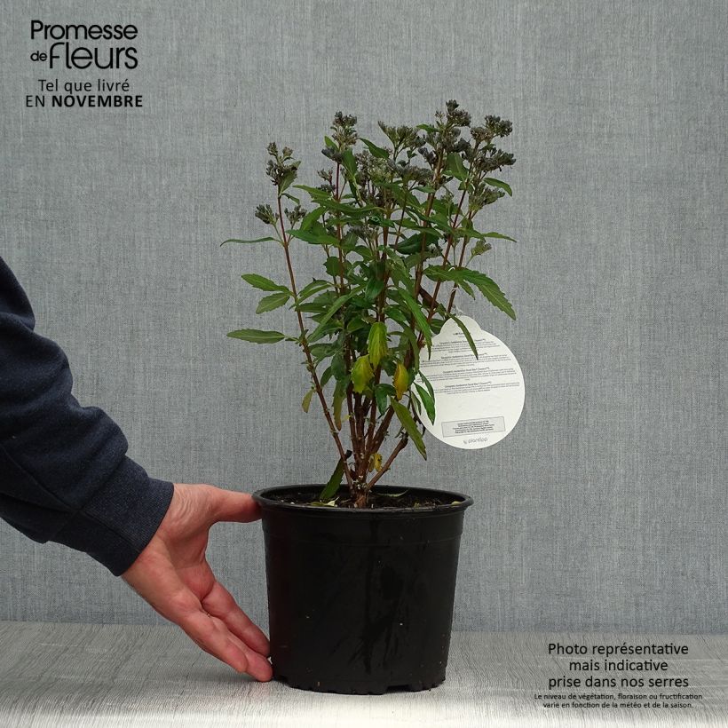 Spécimen de Caryopteris Grand Bleu - Spirée bleue  Pot de 2L/3L tel que livré en automne