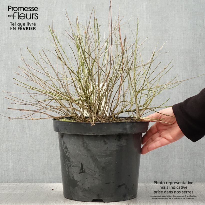 Spécimen de Caryopteris incana Sunshine Blue - Barbe-bleue, Spirée bleue Pot de 7,5L/10L tel que livré en hiver