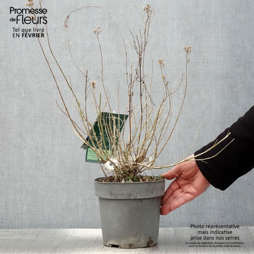 Spécimen de Caryopteris x clandonensis Blauer Spatz (Oiseau Bleu) Pot de 3L/4L tel que livré en hiver