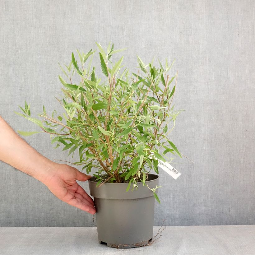 Spécimen de Caryopteris x clandonensis Blauer Spatz (Oiseau Bleu) Pot de 3L/4L tel que livré au printemps