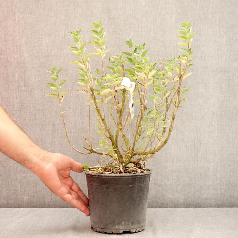 Spécimen de Caryopteris x clandonensis Blue Fountain Pot de 3L/4L tel que livré en été