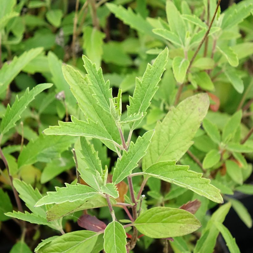 Caryopteris x clandonensis Camara Dark Blue - Spirée bleue (Feuillage)