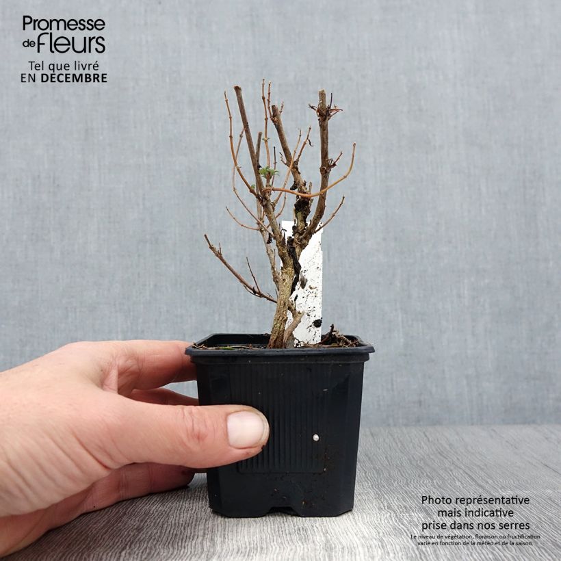 Spécimen de Caryopteris clandonnensis Pavilion Pink - Spirée bleue Godet de 8/9 cm tel que livré en hiver