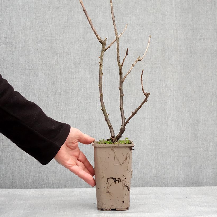 Spécimen de Caseille ConfiBerry Jofruti Pot de 1,5L/2L, Buisson tel que livré en hiver