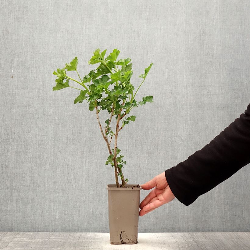 Spécimen de Caseille ConfiBerry Jofruti Pot de 1,5L/2L, Buisson tel que livré au printemps