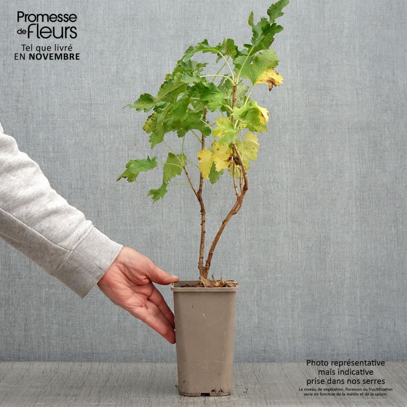 Spécimen de Caseille ConfiBerry Jogusto Pot de 1,5L/2L, Buisson tel que livré en automne