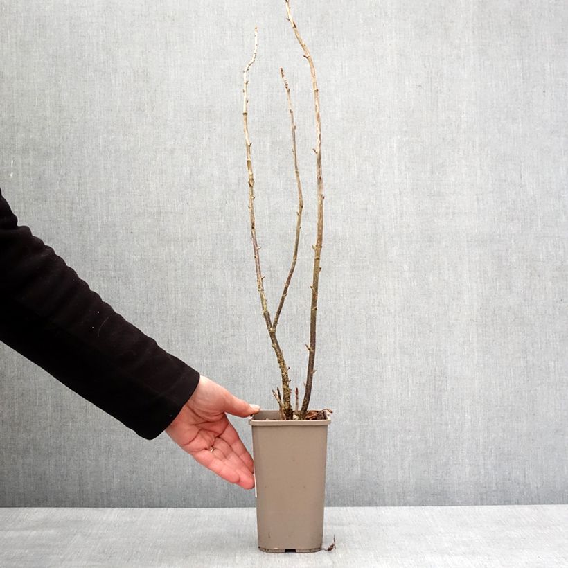 Spécimen de Caseille ConfiBerry Jodeli Pot de 1,5L/2L, Buisson tel que livré en hiver