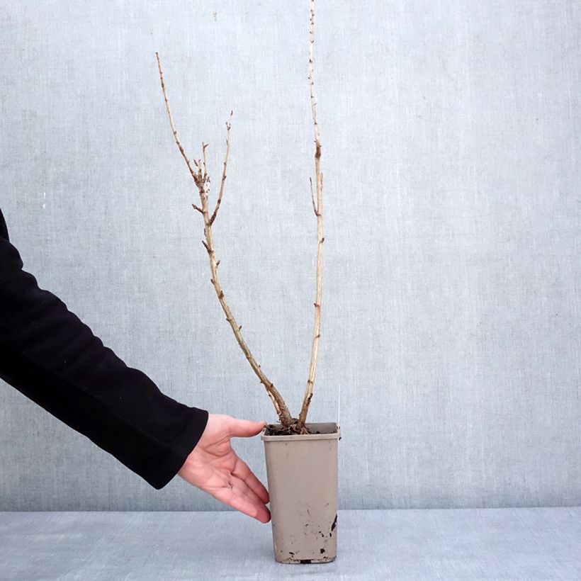 Spécimen de Caseille ConfiBerry Jogusto Pot de 1,5L/2L, Buisson tel que livré en hiver