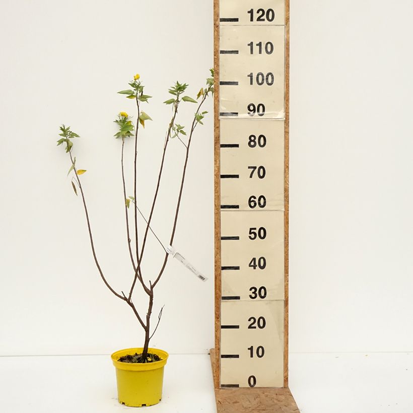 Spécimen de Cassia corymbosa - Senné Pot de 3L/4L tel que livré en automne