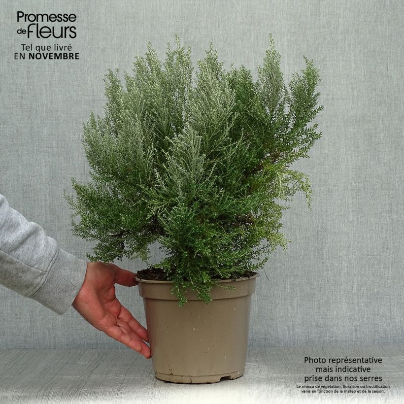 Spécimen de Cassinia retorta Ward Silver - Buisson miel Pot de 3L/4L tel que livré en automne