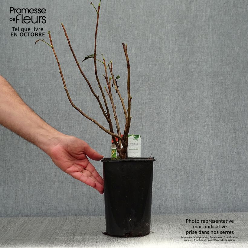 Spécimen de Cassissier Andega (autofertile) Pot de 1,5L/2L, Buisson tel que livré en automne