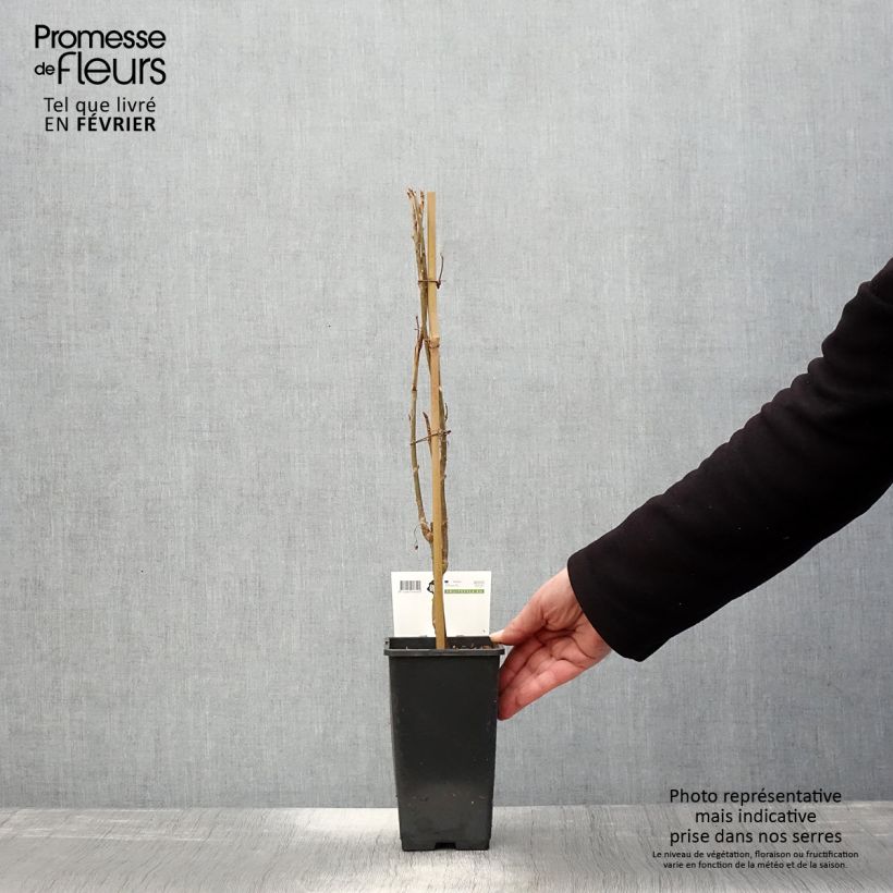 Spécimen de Cassissier Ben Nevis Pot de 1,5L/2L, Buisson tel que livré en hiver