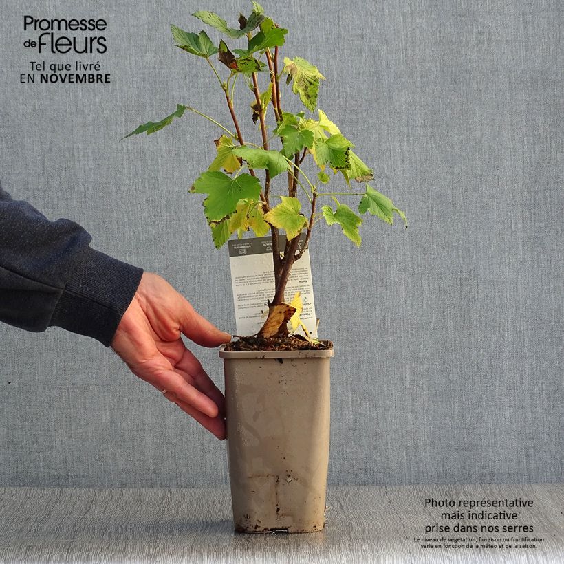 Spécimen de Cassissier Black Down Pot de 1L/1,5L, Buisson tel que livré en automne