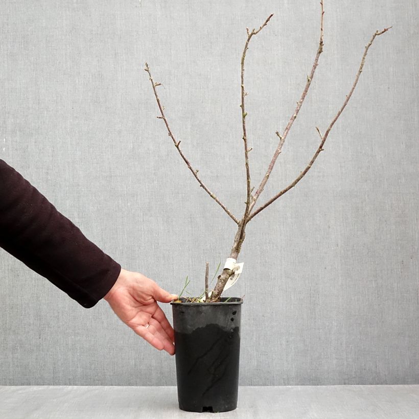 Spécimen de Cassissier Black Down Pot de 2L/3L tel que livré en automne