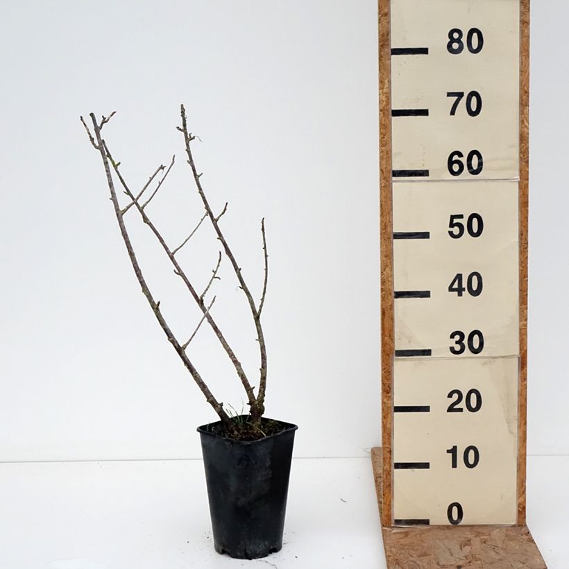 Spécimen de Cassissier Black Down Pot de 2L/3L tel que livré en hiver