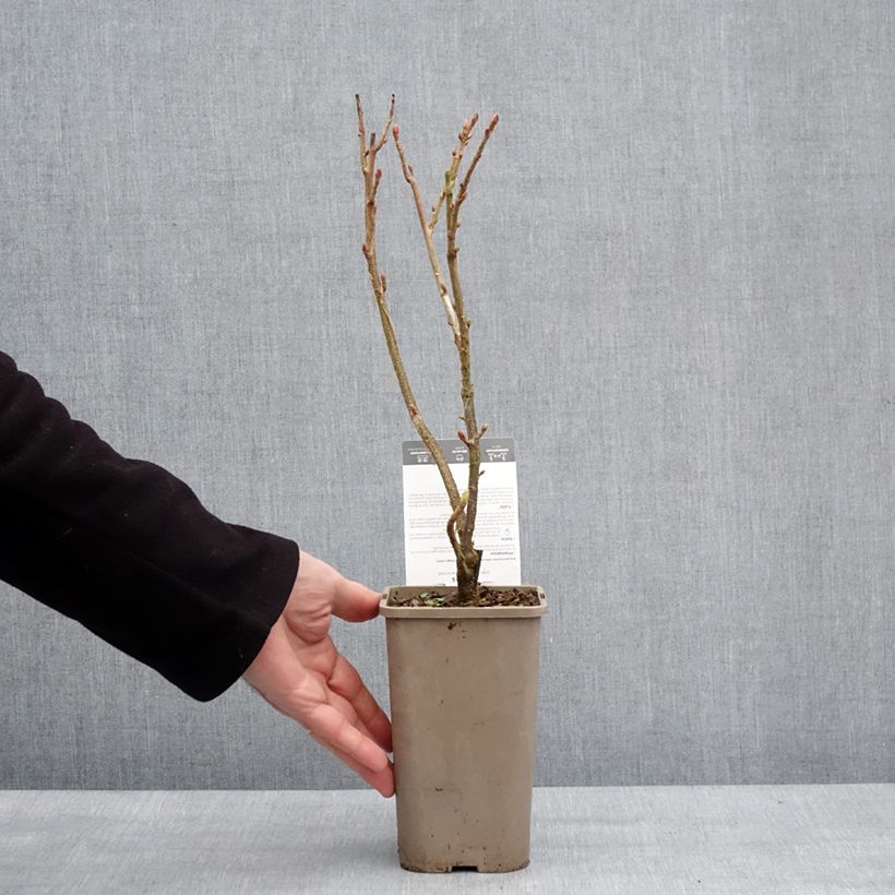 Spécimen de Cassissier Black'n Red Premiere - Ribes nigrum Pot de 1,5L/2L, Buisson tel que livré en hiver